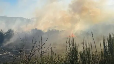 BBC Burnt vegetation and undergrowth. Trees and bushes can be seen further from the camera. It is a dry, clear day. 