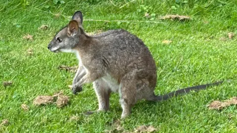 Ben Thompson A red-necked wallaby nonchalantly standing on grass at the edge of a golf course