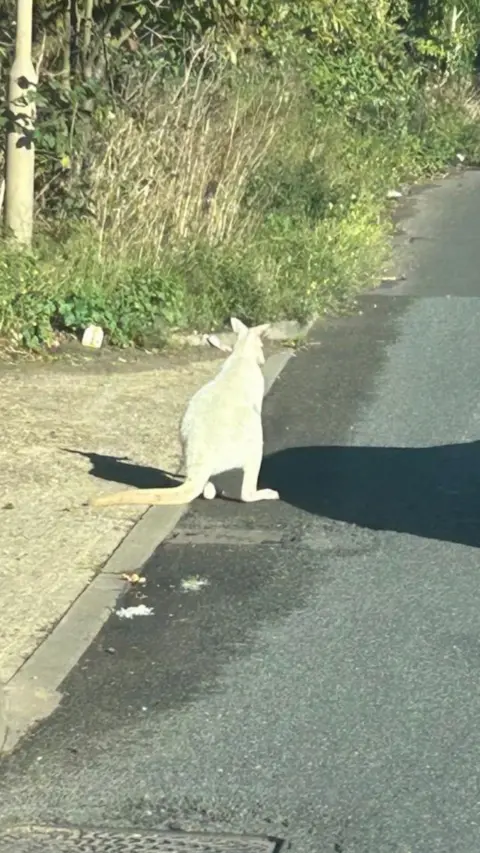 Wallaby